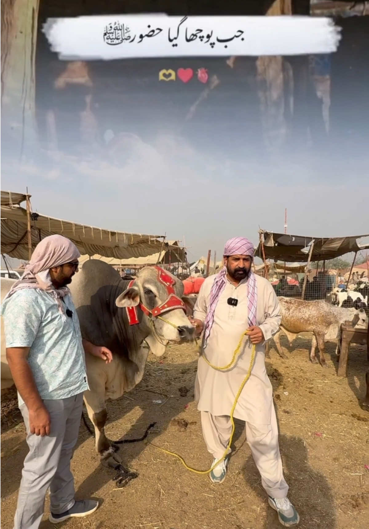 A post by @babafoodsrrc on TikTok caption: لَن يَنَالَ ٱللَّهَ لُحُومُهَا وَلَا دِمَآؤُهَا وَلَـٰكِن يَنَالُهُ ٱلتَّقْوَىٰ مِنكُمْ ترجمہ: "اللہ کو نہ ان کا گوشت پہنچتا ہے اور نہ خون، بلکہ اس تک تمہاری پرہیزگاری پہنچتی ہے۔" #BakraEid2025 #EidUlAdha #Qurbani2025 #BakraMandi #IslamicReminder #SurahHajj #QurbaniKaMaqsad #BabaFoodRRC #ChefRizwan #YouTubeVlogger #HalalLifestyle #IslamicQuotes #BakrayWaliEid #EidVibes #MandiVlog #SunnatIbrahim #SacrificeForAllah #EidPreparations #EidMubarak2025 #BabaFoodFamily 