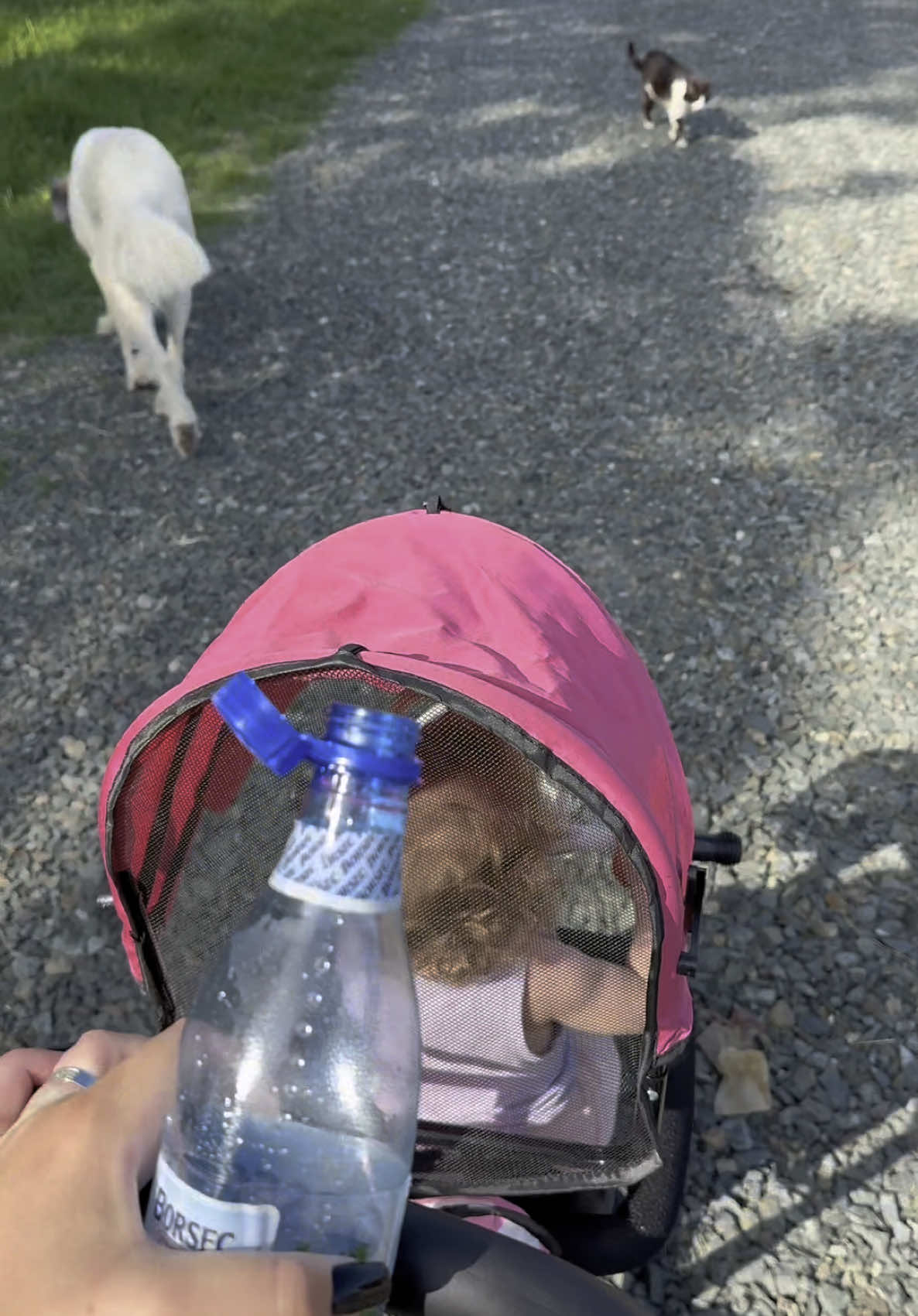 A post by @narcyyy on TikTok caption: Daily de Marți ☀️🦋🌿😍 azi am fost la revizie 😆 unghii, vopsit de rădăcini la @AncaTarinaHair și apoi gene la @SiminaFarchescu. Restul zilei… program obișnuit✨ #daily #narcy 