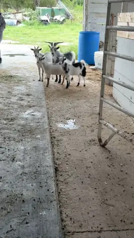 A post by @ on TikTok caption: i really turned my blue nose into a herd dog 😂😂 #bluenose #pit #herd #herdingdog #pitbull #bluenosepitbull #goats #goat #farm #herding #dogs
