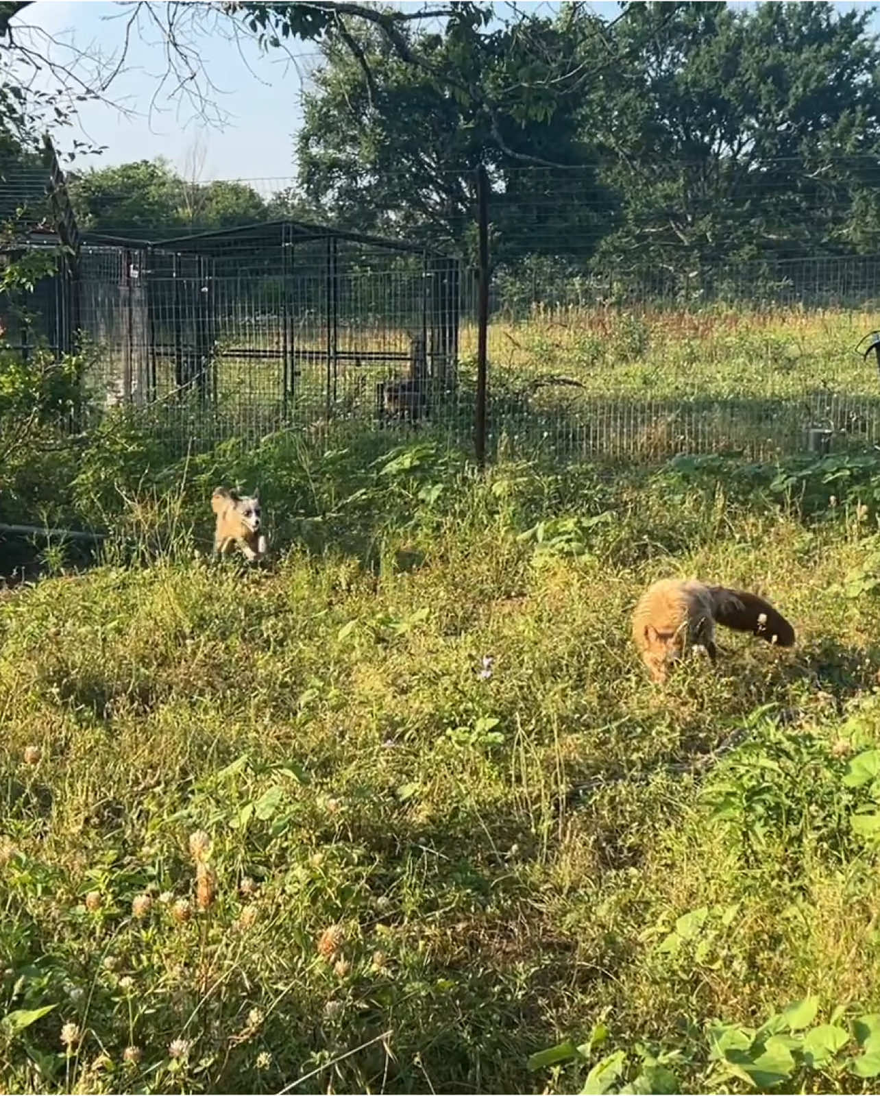 A post by @clevyr_creatures on TikTok caption: Victoria, Merlin, & Ambrose were not so hesitant this morning… wondering if they will be easier or more difficult to put to bed this evening… 😅 #ClevyrVictoria is sposnored by Nannette B.  #ClevyrMerlin is sposnored by Ted B.  #ClevyrAmbrose is sposnored by Fei L.  🔆 Clevyr Creatures is a 501(c)(3) non-profit domestic fox sanctuary. All donations are tax deductible. EIN 99-0469439 🔆 We are completely dependent on the public for donations to do what we do here! If you cannot donate, please interact! Leave comments, like, and share our posts!  🔅links to donate can be found on our website in our profile bios! We will also leave the links in the first comment below this post!  🔅Venmo: @ ClevyrCreaturesFoxSanctuary 🔅PayPal: @ Clevyr 🔅Cashapp: $ ClevyrCreatures 🔅Mailed donations:  Clevyr Creatures Fox Sanctuary 429318 state highway 3 Unit 97 Rattan Oklahoma 74562 #clevyrfoxes #fox #foxes #petfox #redfox #foxrescue #foxsounds