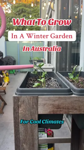 A post by @kia_urbangardener on TikTok caption: It’s not too late to start growing your own winter garden!  Here is a list of what you can grow right now: Broccoli, cabbage, kale, lettuce, onions, peas, spring onion, spinach, swede, turnips, celtuce and herbs thyme, rosemary and chives. #wintergarden #gardeningaustralia 