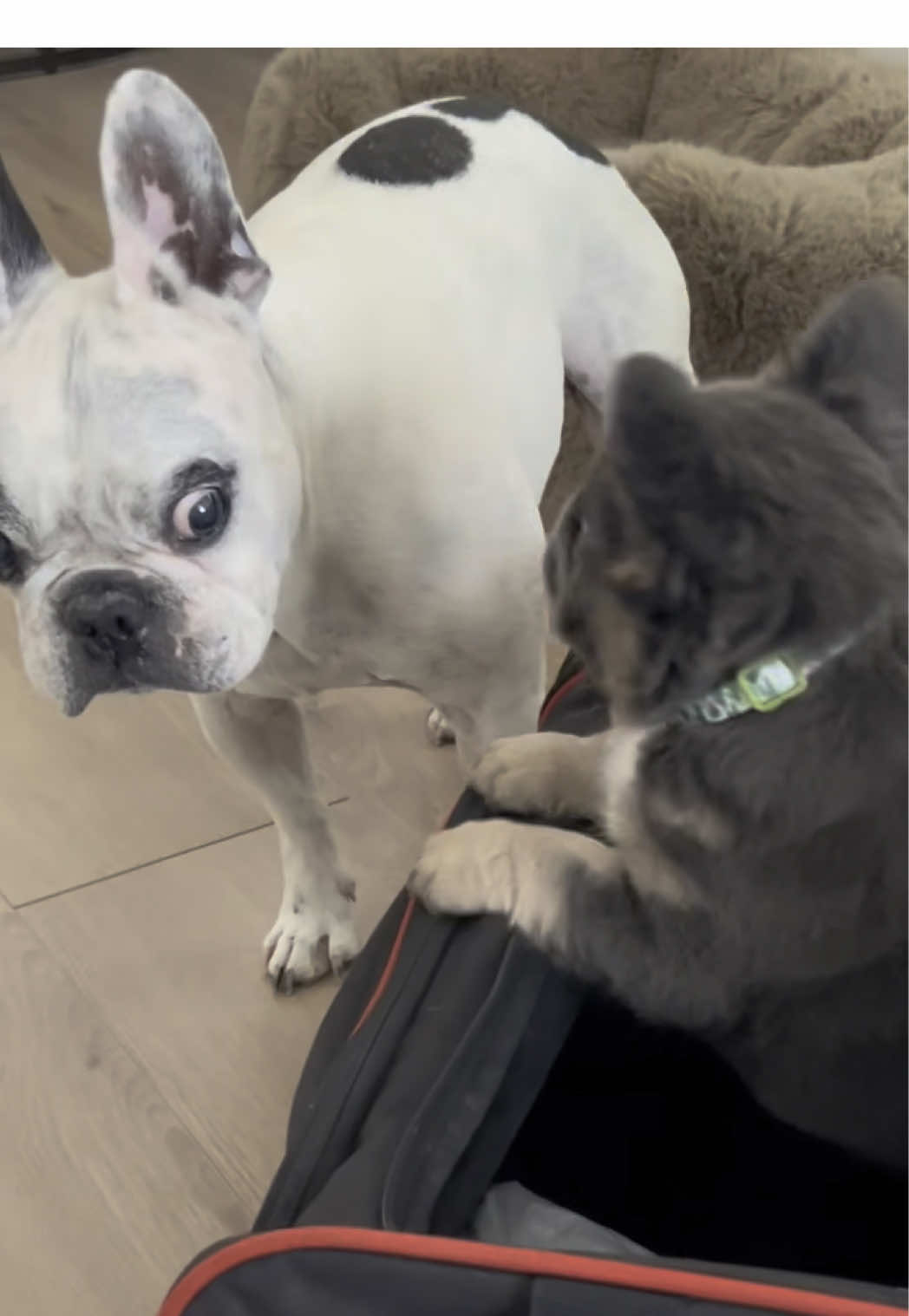A post by @waltergeoffrey on TikTok caption: Apparently we are just “Babysitting,” and that I should not be concerned. 😧  #waltergeoffrey #frenchiesoftiktok #frenchbulldog #frenchiehumor #dogsitting #frenchiepuppy #whatisthat 