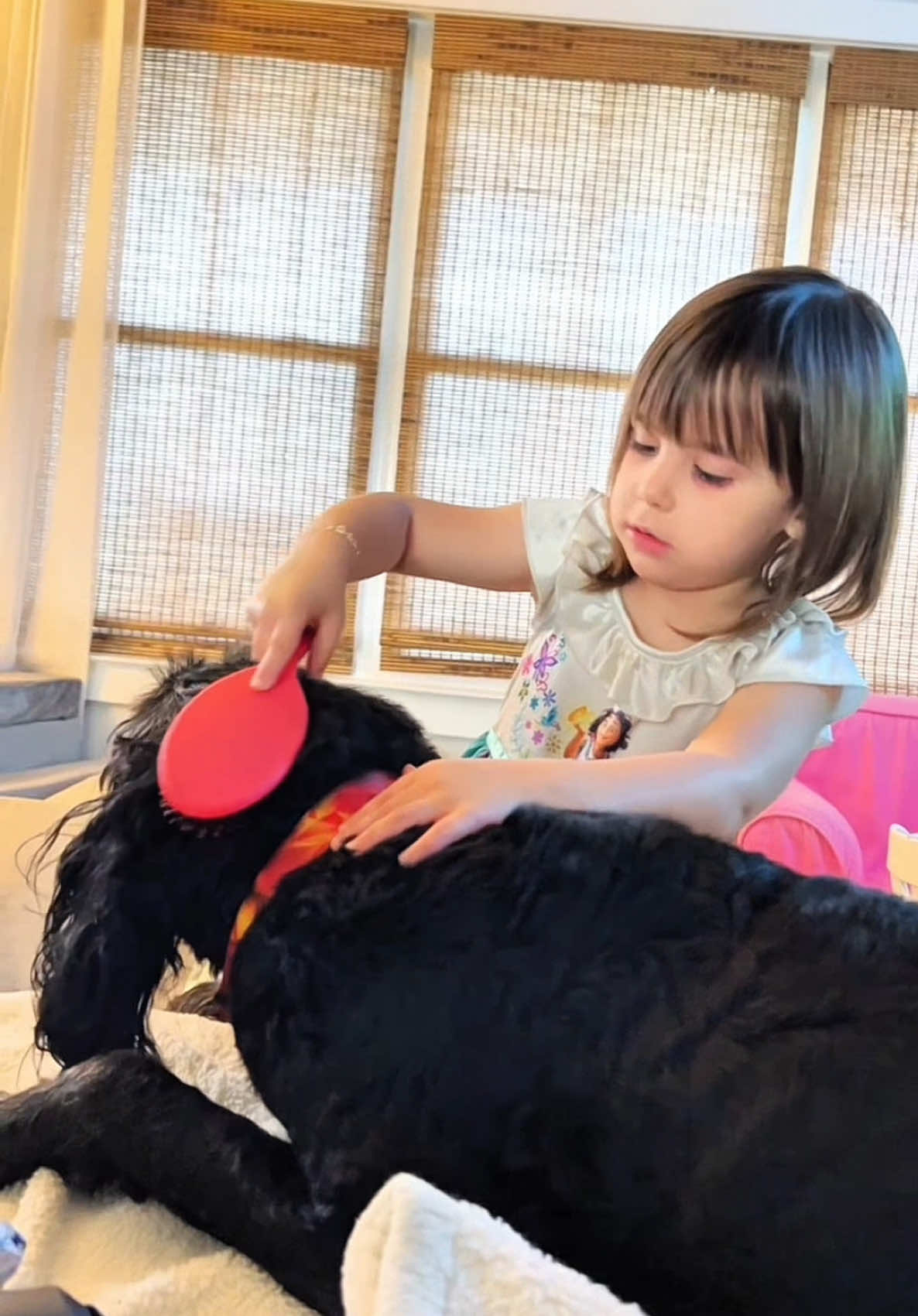 A post by @therxckstxr on TikTok caption: My Stylist Don’t Have a License! 😂 RxCKSTxR feat Video From Vera S. 🫶🏾 #fyp #funnyanimals #FunnyPetMoments #dogsoftiktok #americasfunniesthomevideos #funnypets #sofunny #voiceover #
