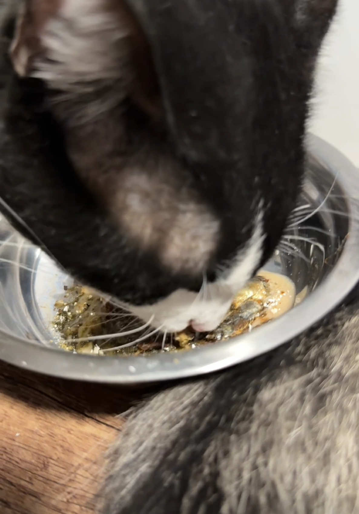 A post by @chemanimals on TikTok caption: una belleza de premio saludable para gatos