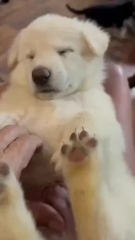 A post by @therabbit1414 on TikTok caption: A little update with K9 Aiko! From a little baby with a tickle spot to a young fella understanding commands but, hating that kennel 🥴 #copsoftiktok #lawrnforcement #k9softiktok #communityservice #k9aiko 