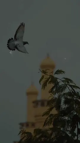 A post by @dalmar__8 on TikTok caption: ٱلۡيَوۡمَ أَكۡمَلۡتُ لَــــــكُمۡ دِينَــــــــــــــــــكُمۡ 🥰🕋☝️ SuraH | MaiDaH | AYAH | 3 Ciid Wanaagsan 🥰🕌🕋 @🌻⚘️القران الكريم✨️🌻  Khalid Jaleel ✔️ #القران_الكريم #quran #dalmar8 #muqdishotiktok #somaalitiktok 