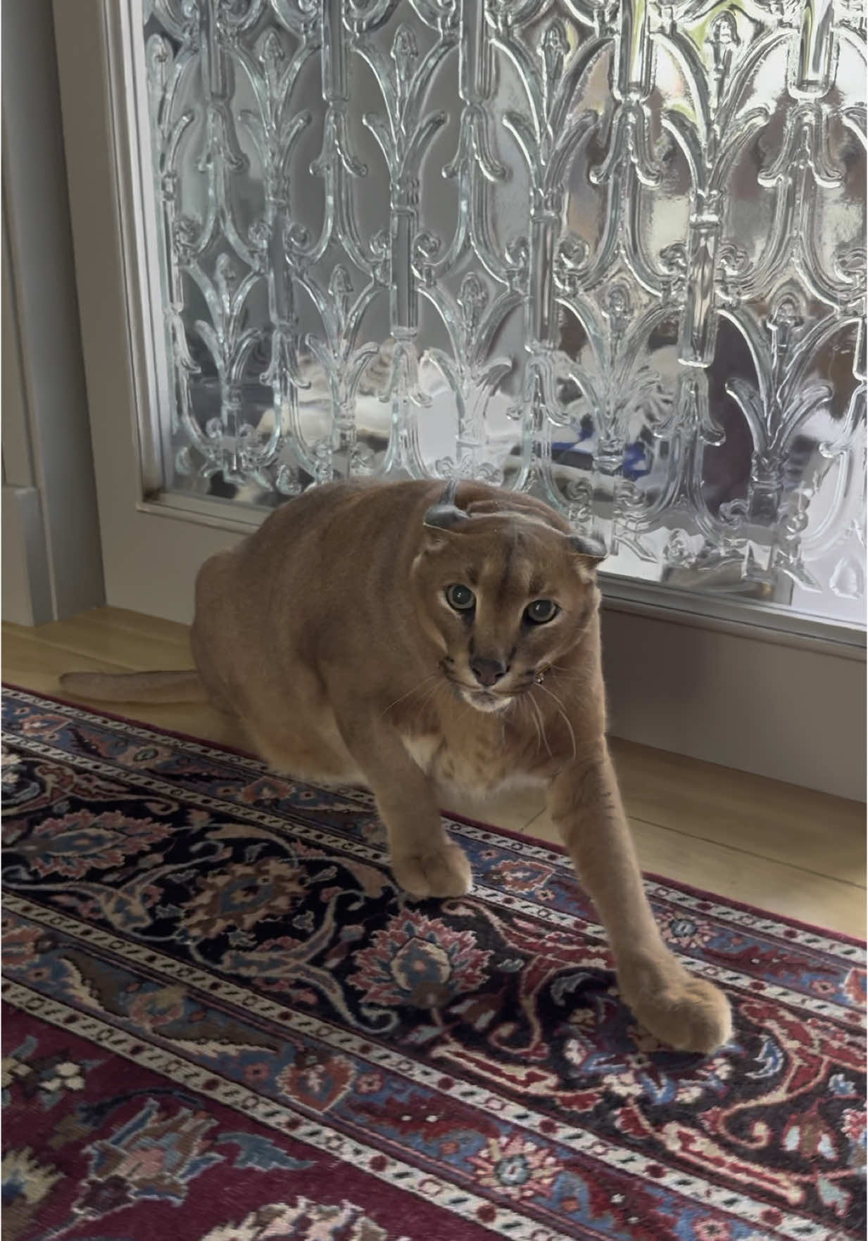 A post by @pumbacaracalofficial on TikTok caption: Pumba almost got me🙈