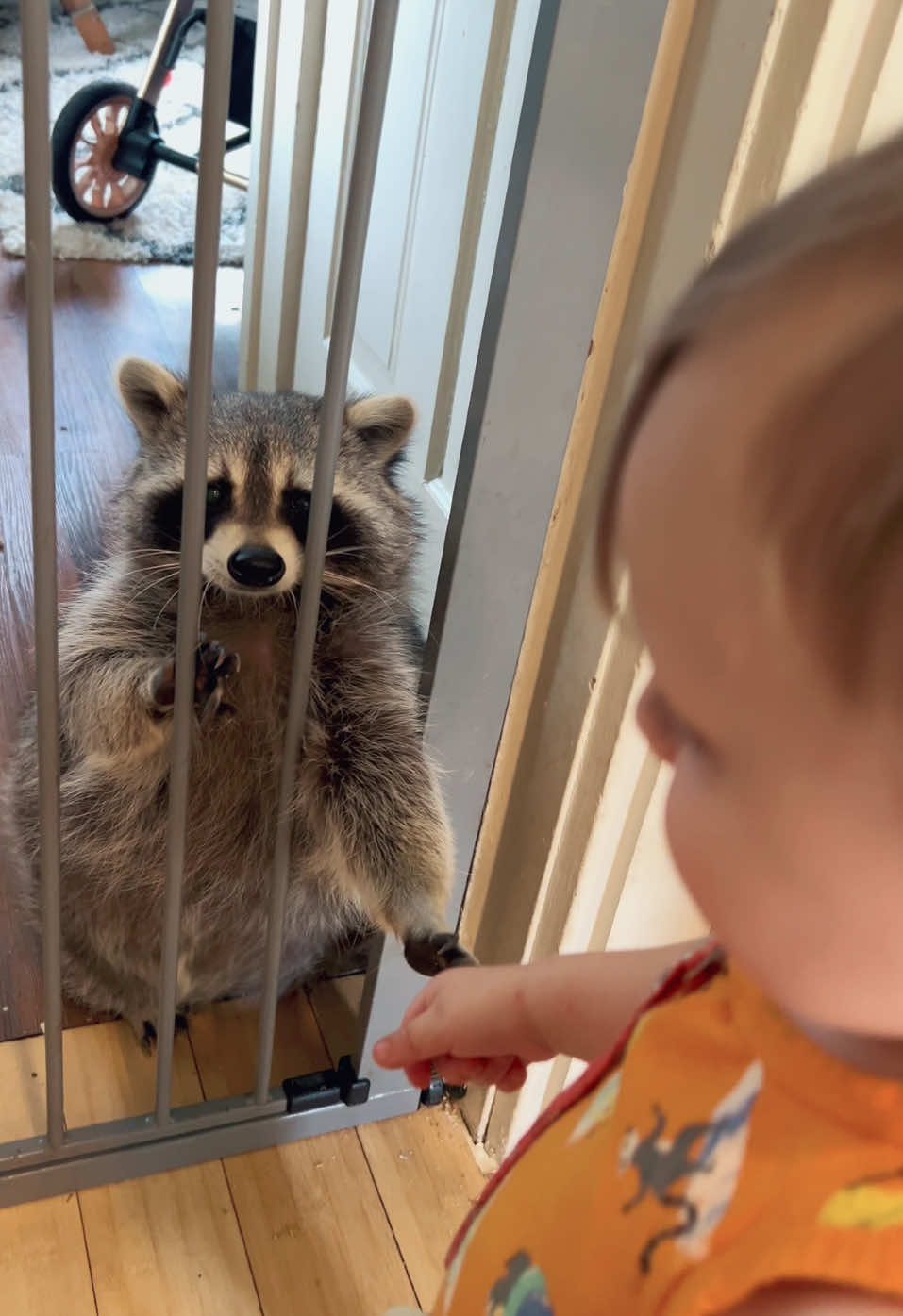 A post by @hereforthelaughter on TikTok caption: Raccoon obsessed with baby ! #raccoon #raccoonsoftiktok #salemtheraccoon 