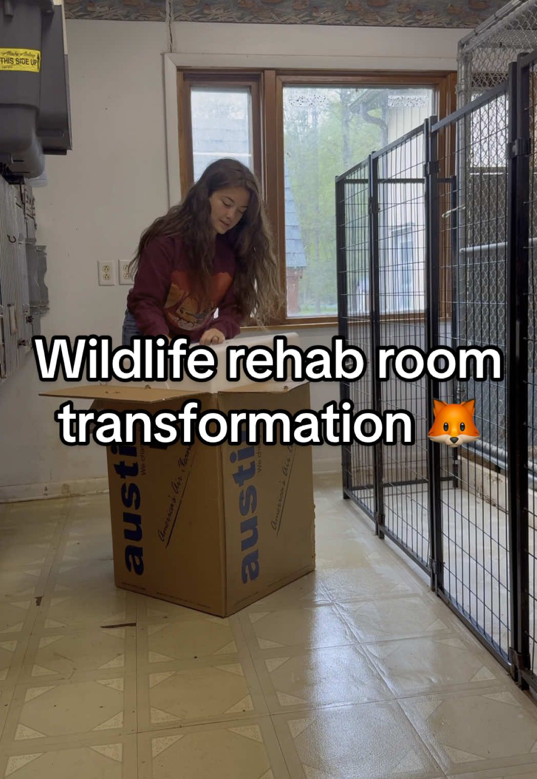 A post by @arcticfoxdaily on TikTok caption: Cleaner air. Better space. These wild animals come to me in their most fragile state, and I take that responsibility seriously.  Thank you to @Austin Air for helping us revamp our #wildliferehab space in a way that truly supports their recovery.  #beforeandafter #animals #rescue #fox  