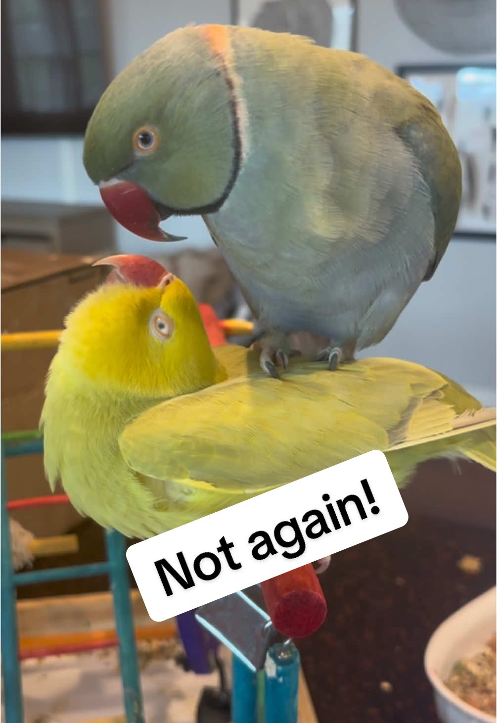 A post by @beakerbeak on TikTok caption: Oh no… not again! 😆 #birdsoftiktok #parrotsoftiktok #talkingbird #talkingparrot #cuteanimals #funnyanimals #parrot #funny #couple #couplegoals #surf #ride 