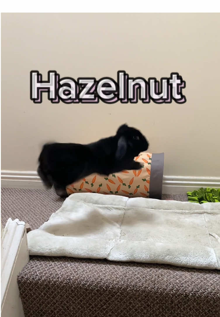 A post by @hazelnut_the_bunny on TikTok caption: THIS IS ✨ HAZELNUT ✨ #freeroambunny 