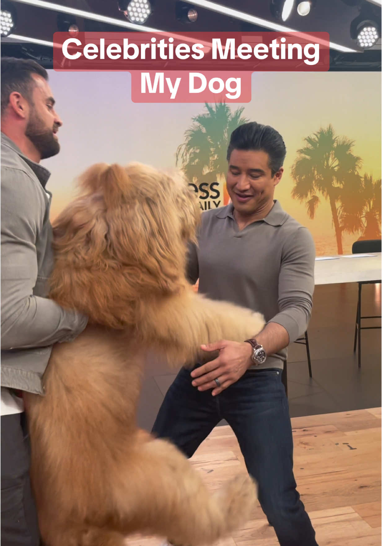 A post by @brodiethatdood on TikTok caption: ❌ Brodie meeting celebs ✅ Celebs meeting Brodie #petfluencer #celebrities #goldendoodle 
