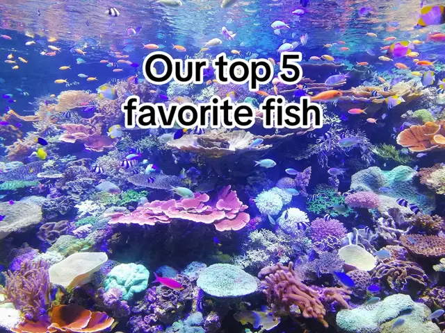 A post by @canes on TikTok caption: The best Fishy #canes #nhl #aho #fishing