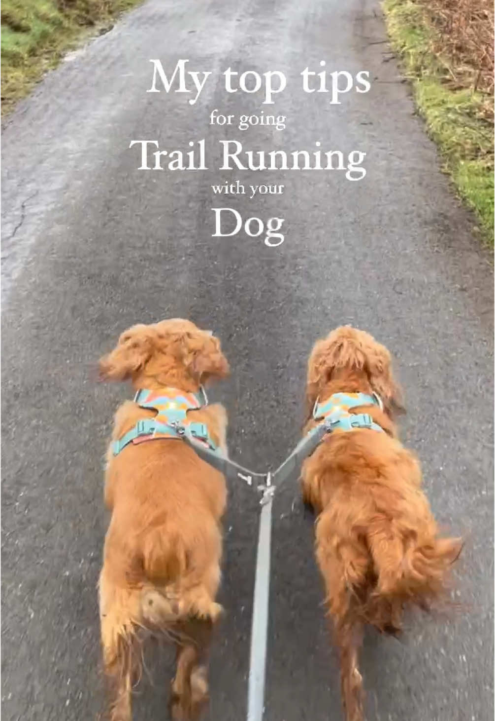 A post by @ruffweardogs on TikTok caption: Happy Global Running Day 🌍  Here are @fay_bloom_’s top tips for running with your dog! #globalrunningday #traildog #ruffwear 