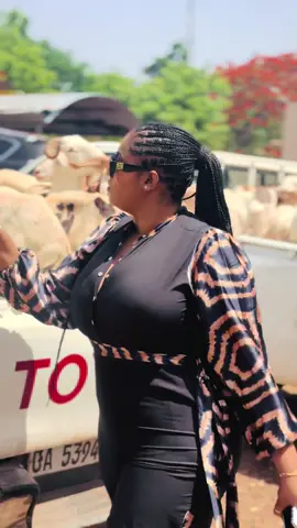 A post by @sandybbeuh on TikTok caption: @daouda camara @Fatma N🌹 🐑🐑🐑🐑🐑🐑🐑🐑🐑