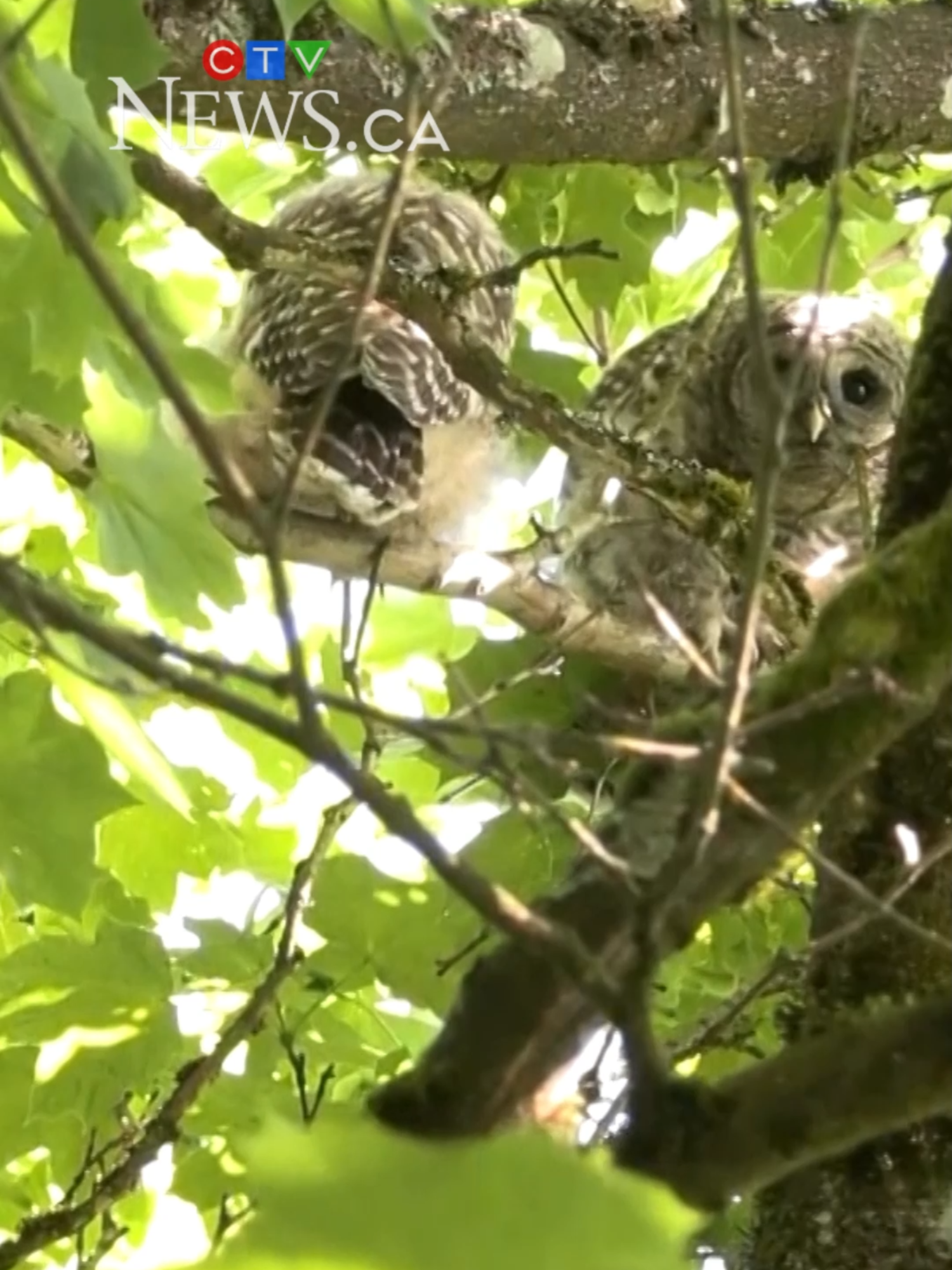 A post by @ctvnews on TikTok caption: Wildlife enthusiasts, birders, photographers and South Cambie locals have been gathering in their hordes to snap a shot of a famous family of four that have recently moved into a rustic home in Vancouver’s Douglas Park. #owls #vancouver #wildlifephotography #canada #news