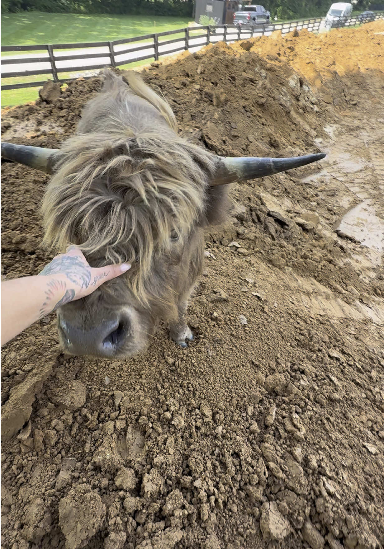 A post by @xomgitsbunnie on TikTok caption: #bunnieandcrunchy 