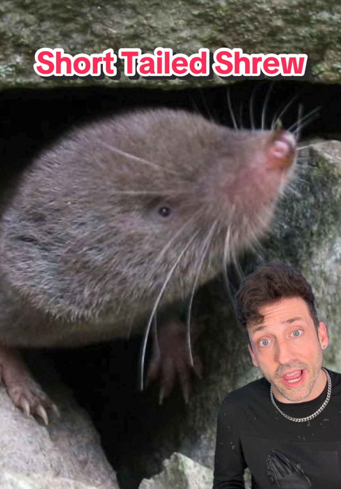 A post by @oddanny on TikTok caption: The only venomous mammal in the U.S. #shorttailedshrew 