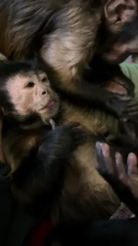 A post by @heresyourmonkeycontent on TikTok caption: #CapCut 