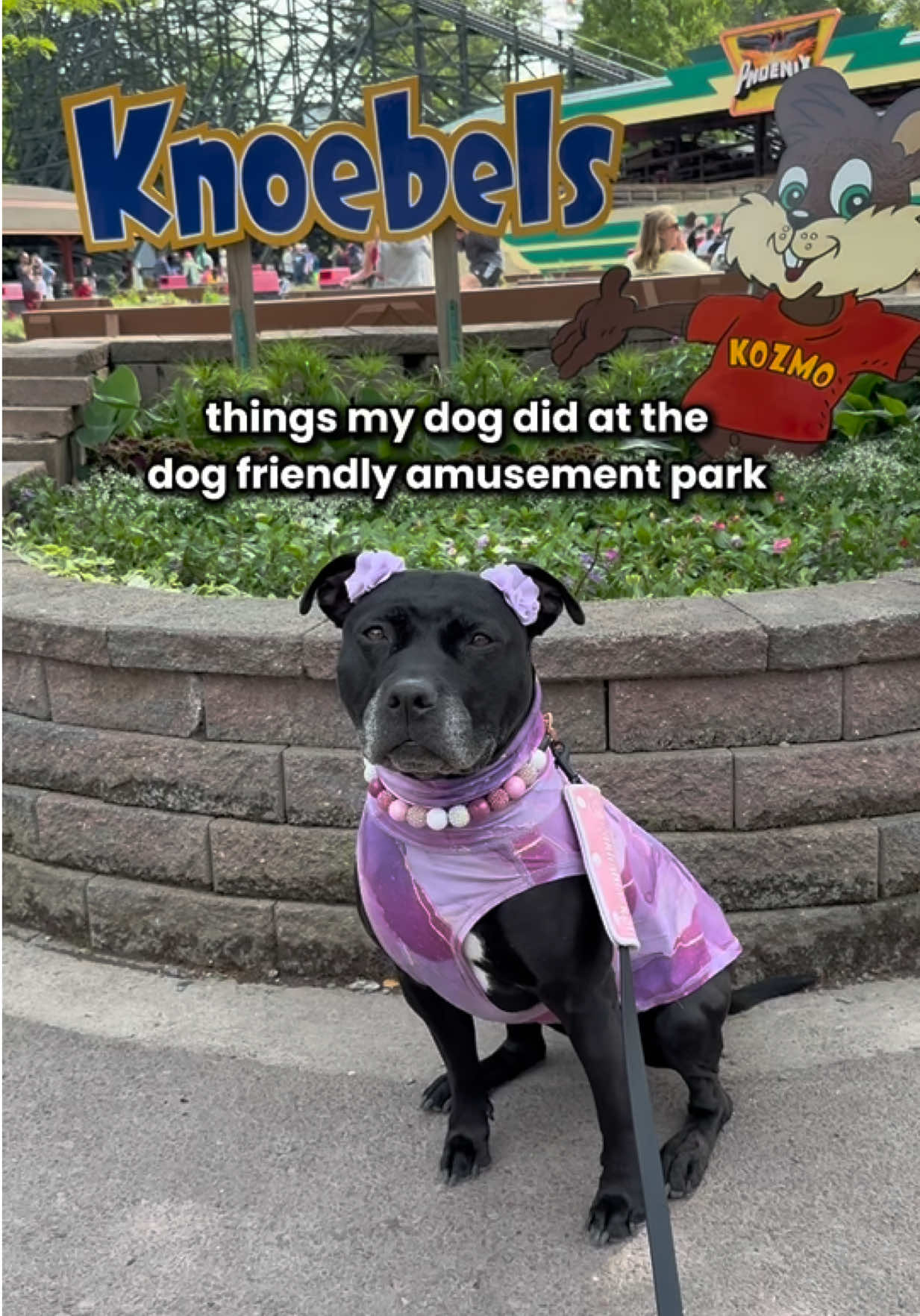 A post by @ on TikTok caption: the magic trick 😭 florette ears by @Wildly Cute Bows (my small business) Knoebles is a dog friendly amusement in Elysburg Pennsylvania! They have rides your dog can join you on too. This time Akira rode the train for the second time! We always have fun at Knoebels. ☺️ 💗 beaded collar by @Hypnotic Dog and Pittie tshirt by @toothandhoney 💗