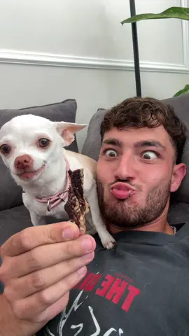 A post by @mreviatar on TikTok caption: She really wants that🤣🤣(זאתי רואה אוכל ישר משתגעת) @Eviatar Ozeri @Nikiozeri #chihuahua #dogs #kuchikuchi #angrydog #nikiozeri #niki #dog #mreviatar 
