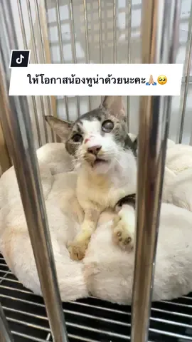 A post by @ployy_chuek on TikTok caption: ให้โอกาสน้องทูน่าด้วยนะคะ🙏🏼🥺 ติดต่อคัดบ้านและขอรับเลี้ยงน้องได้ที่ โรงพยาบาลสัตว์กรุงเทพ-นครินทร์ น้องทูน่า เพศผู้ อายุ 7-8 ปี น้องตาบอดทั้ง2ข้าง , เป็น FIV  ใช้ชีวิตได้เหมือนแมวทั่วไป อาจจะเดินชนนู่นชนนี่ได้ ขอคนที่มีเวลาและมีพื้นที่ดูแล เป็นบ้านที่เลี้ยงระบบปิด 100% เพราะน้องมองไม่เห็นเลยค่ะ ขอคนที่รักและพร้อมดูแลน้องจริงๆนะคะ สงสารน้อง ชีวิตเค้ากว่าจะผ่านวันที่แสนทรมานนั้นมาได้ น้องสู้มากๆ ขอโอกาสให้ทูน่าได้มีชีวิตใหม่ มีบ้านหลังแรกและหลังสุดท้ายด้วยนะคะ🙏🏼🥺 #ครอบครัวไข่หวาน #พลอยฉึกๆ #แมร๊เอง 