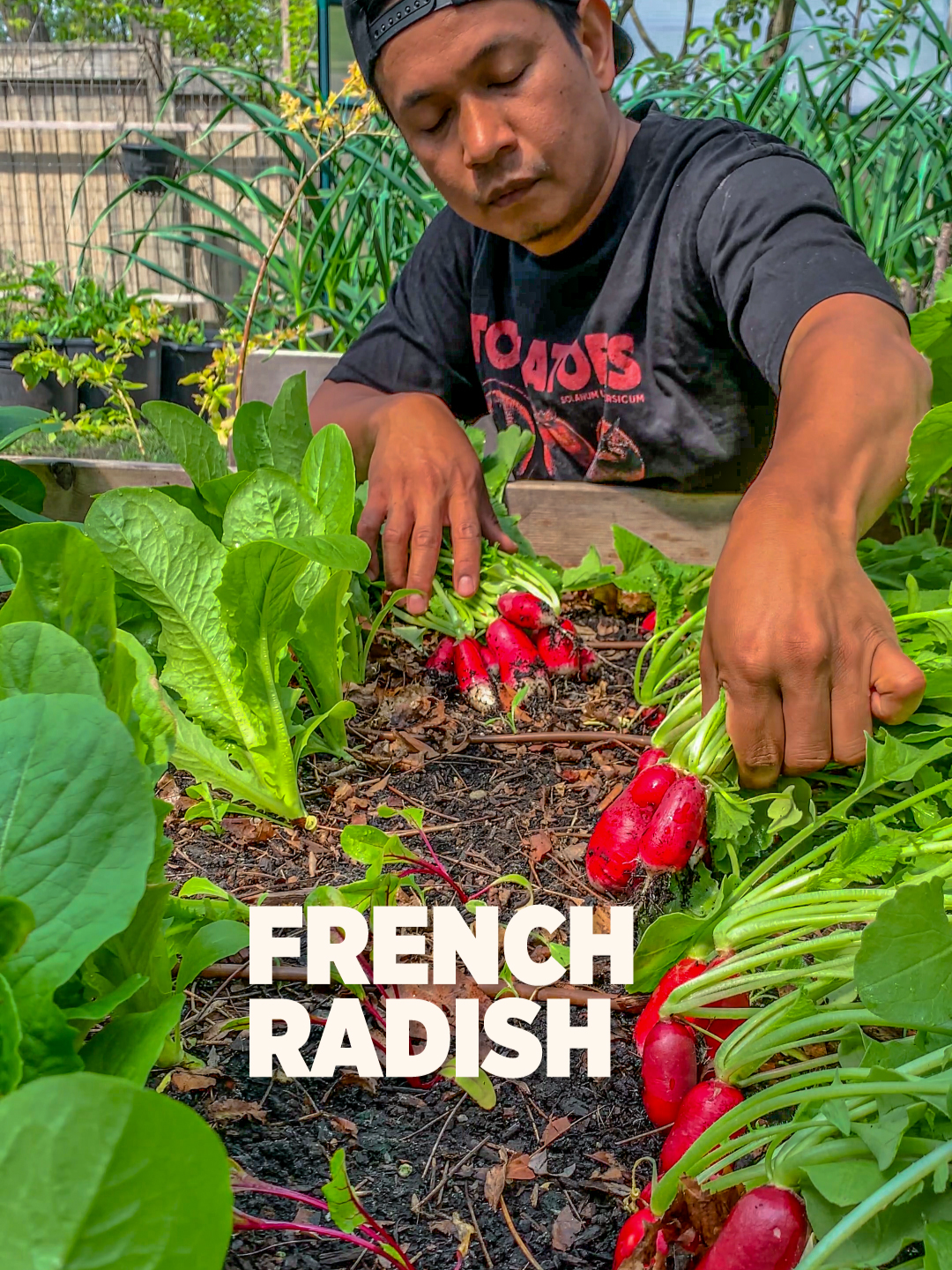 A post by @plantedinthegarden on TikTok caption: Love the sound veggies make when you pull them off the ground. We are excited to share our first French Radish harvest this year. These are quick growing and can be harvested within 30 days after planting the seeds. #asmr #asmrsound #gardening #urbangarden