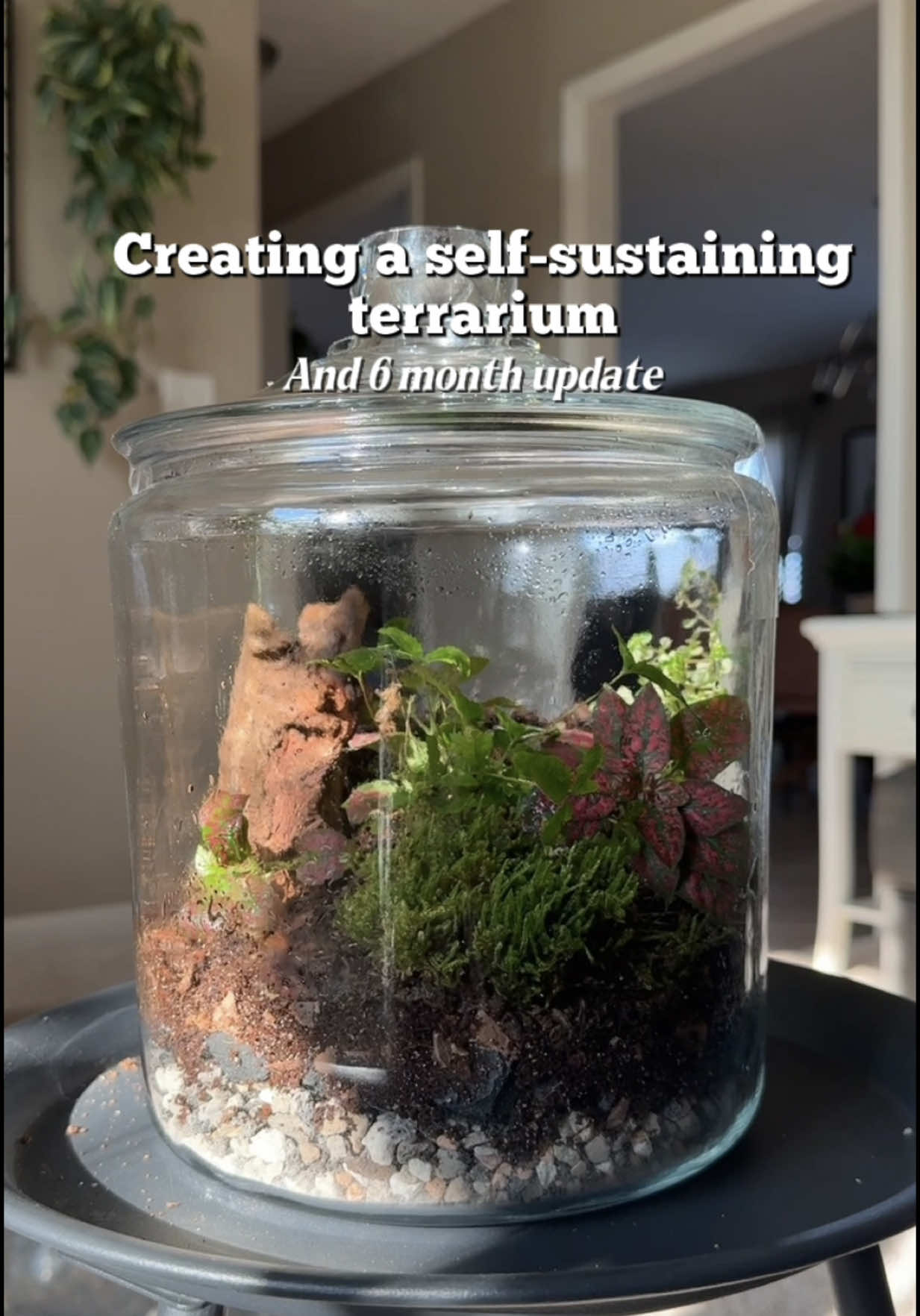 A post by @plantswithkrystal on TikTok caption: A terrarium that needs little to NO maintenance  NO direct sunlight for any terrarium. It can burn the foliage of your plants and cause a mess. I keep mine near a grow light.  Plants used: -Small fern -Fittonia -Variegated Pilea Microphylla -String of turtles cuttings -Small piece of Driftwood -Live moss I’ll continue to update changes along the way! If you have any questions on how to create your own, let me know in the comments.  #selfsustaining #terrarium #plantcaretips 
