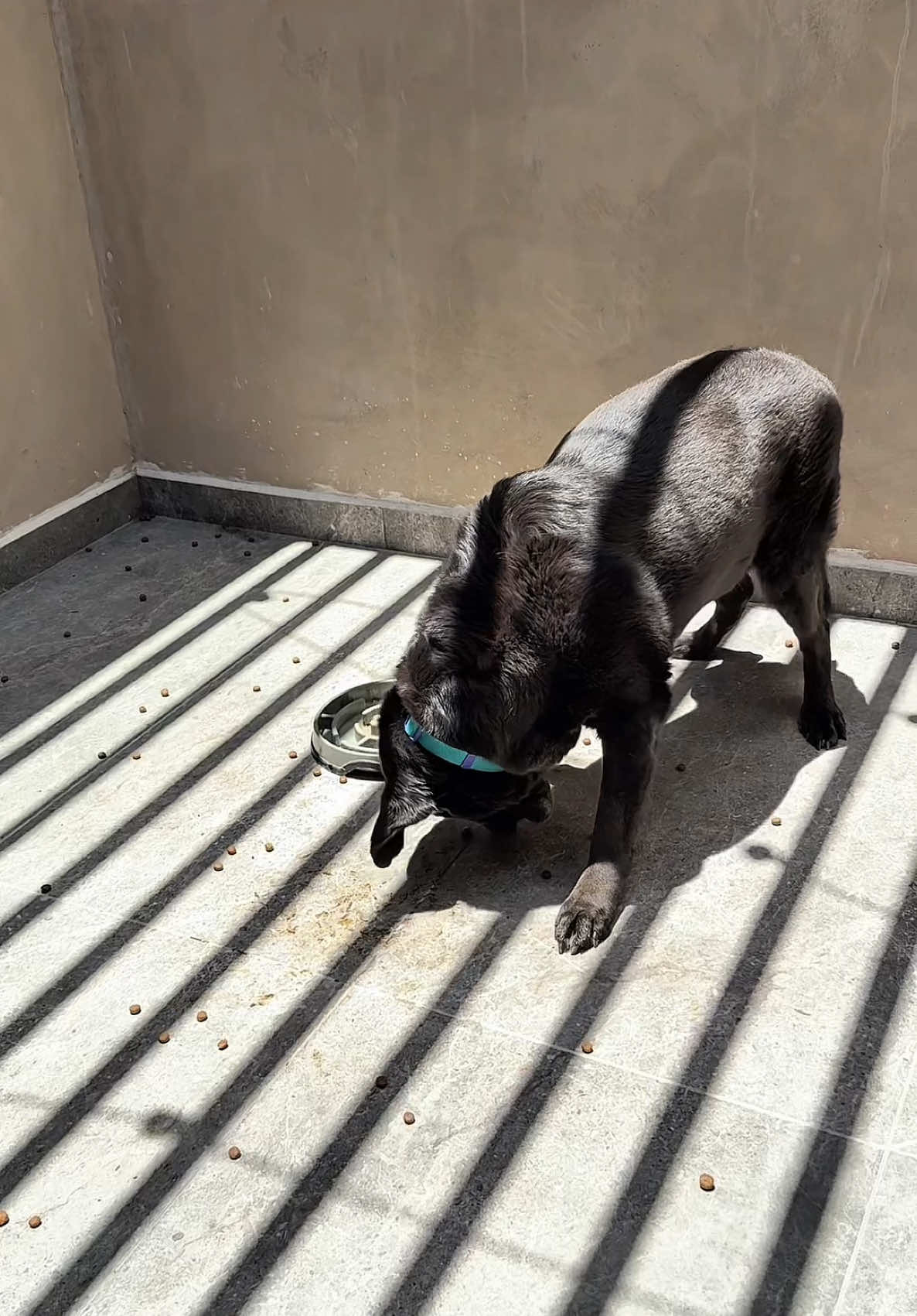 A post by @chemanimals on TikTok caption: PERRO SANO Y FELIZ COMIENDO ESTO