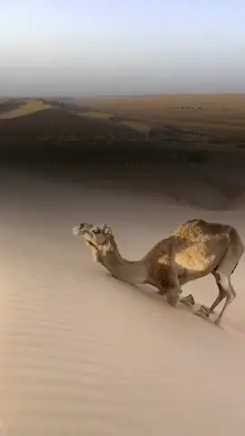 A post by @dalmar__8 on TikTok caption: وَٱلْبُدْنَ جَعَلْنَٰهَا لَــــــــــــــــــكُم مِّن شَعَٰٓئِرِ ٱللَّهِ  HaLa WeYneeYo AstaamaHa CiiDa  @🌻⚘️القران الكريم✨️🌻  صلاح بوخاطر✔️  Salah bukhatir ❤️ 👏  #القران_الكريم #quran #dalmar8 #somaalitiktok #muqdishotiktok #foryoupage #ayatulkursi💕 