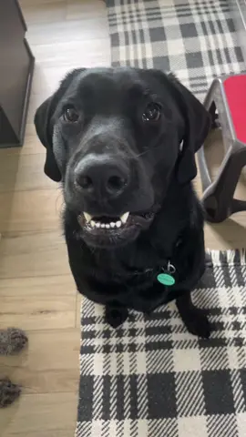 A post by @servicedog626 on TikTok caption: Do it for the cheese.🧀  #labradorretriever #labrador #blacklab #cheese #ilovecheese #labsoftiktok 