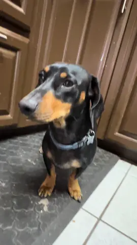A post by @rheanna_can on TikTok caption: He’s so tired of my shit 😅 #dachshund #ween #countryback 
