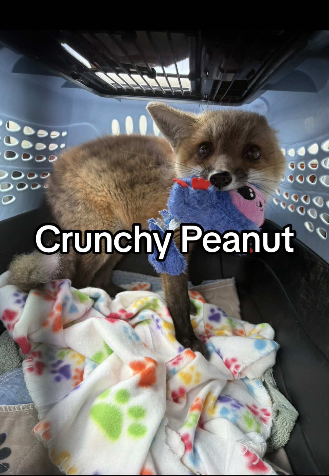A post by @arcticfoxdaily on TikTok caption: 🦊🥜 Maybe his new nickname will be Crunchy Peanut Butter?!  #wildliferescue #fox #wildliferehab