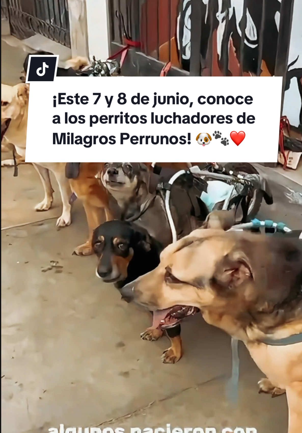 A post by @larepublica.pe on TikTok caption: Este 7 y 8 de junio, conoce a los perritos luchadores de Milagros Perrunos. Adopta, apadrina o simplemente ven a darles un abrazo 🥰🐾🐶 #larepublica #adopta #perritos #adopción #perro #animalitos #refugioanimal #lima 