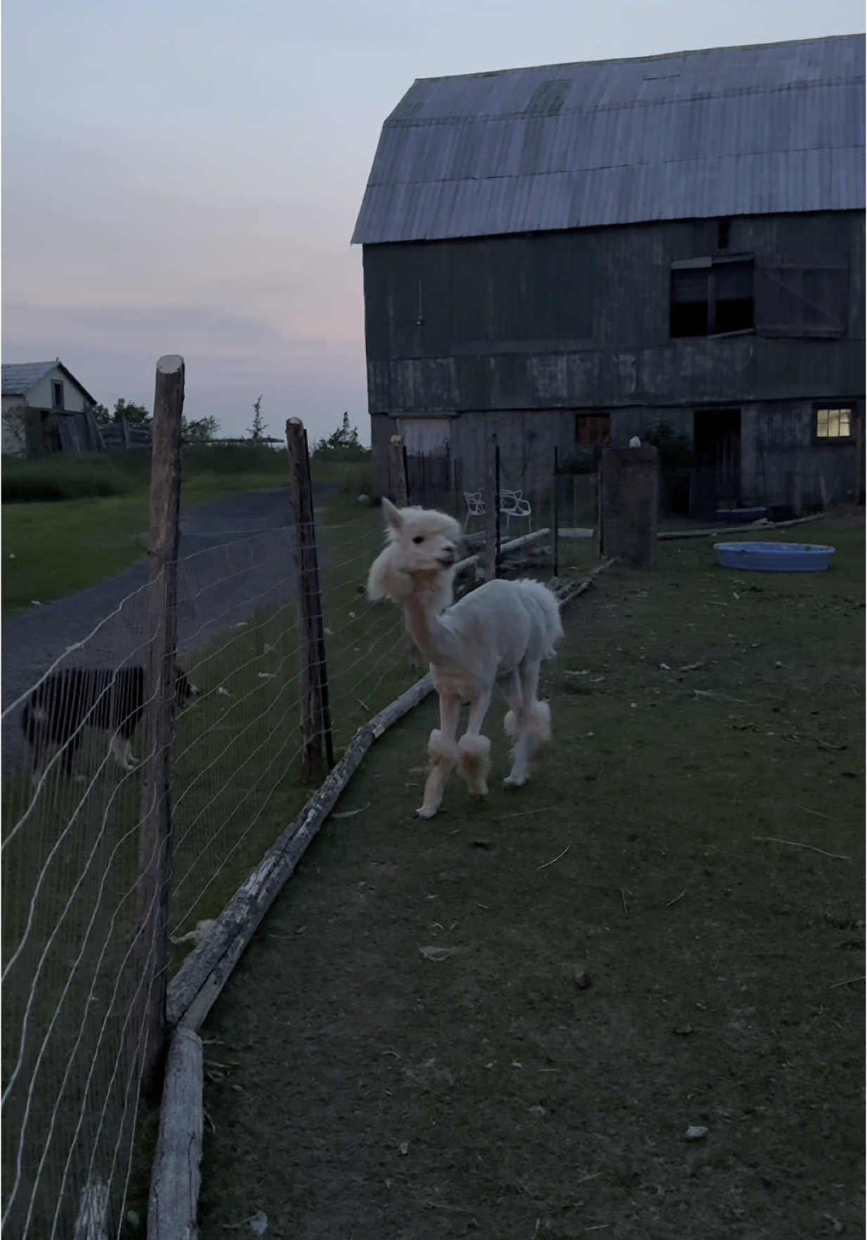 A post by @useless_farm on TikTok caption: Okay lightening mcqueen (extended Zoom session on FBNYT)
