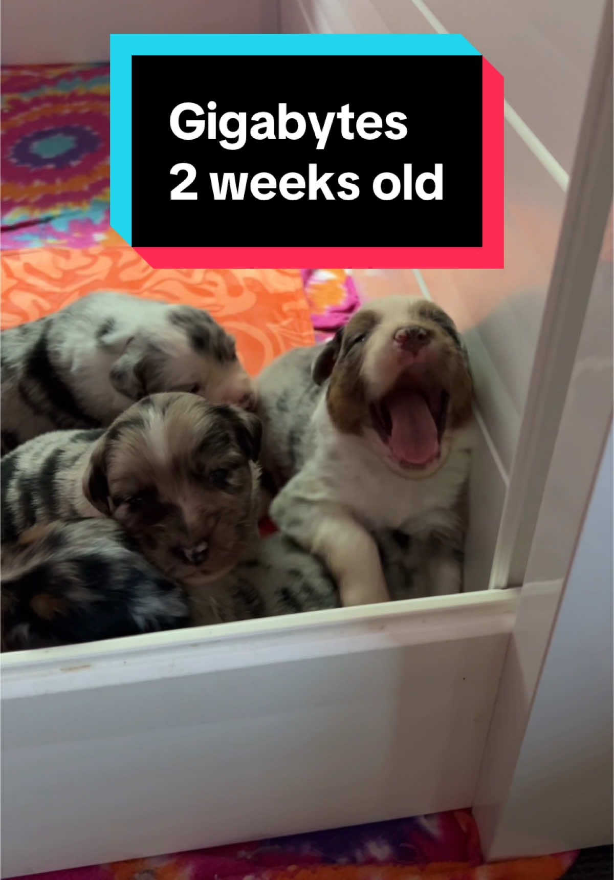 A post by @telltaleaussie on TikTok caption: The Gigabytes are 2 weeks old! Their eyes are open & they’re starting to explore & play. I’ve added a potty area to their box set up and today they were introduced to a cooling mat & fan (it’s hot!). They got their first puppy toys this week as well. I love this stage ! #australianshepherd #aussieswithtails #undockedaussie #puppyculture #puppyraising #telltaleaussie #aussie #puppy #performanceaussies #skyquakeaussies 