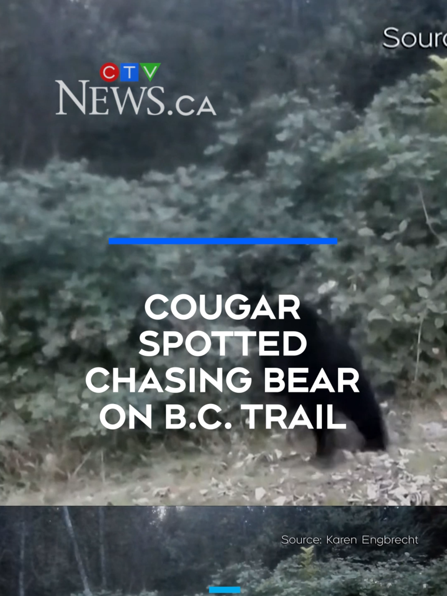 A post by @ctvnews on TikTok caption: A wild encounter between two of B.C.'s top predators was caught on camera on Vancouver Island. #ctvnews #cougarchase  #wildife