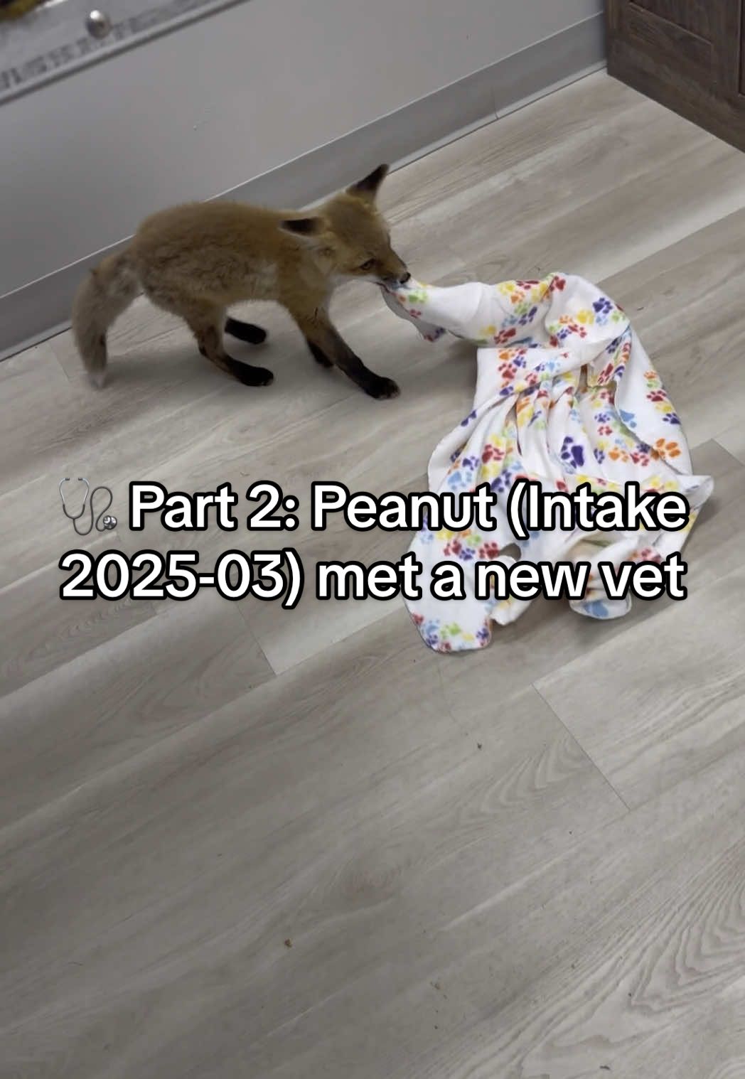 A post by @arcticfoxdaily on TikTok caption: Replying to @Ashley Samantha Jone 🩺 Part 2: Peanut (Intake 2025-03) met a new vet who practices both western + holistic medicine.  #wildlife #rescue #wildliferehab #fox #animals #nonprofit