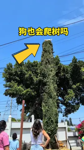 A post by @lovingyougaxina on TikTok caption: 狗狗是怎么爬到树顶上面去的 #狗爬树 #狗狗 #宠物狗