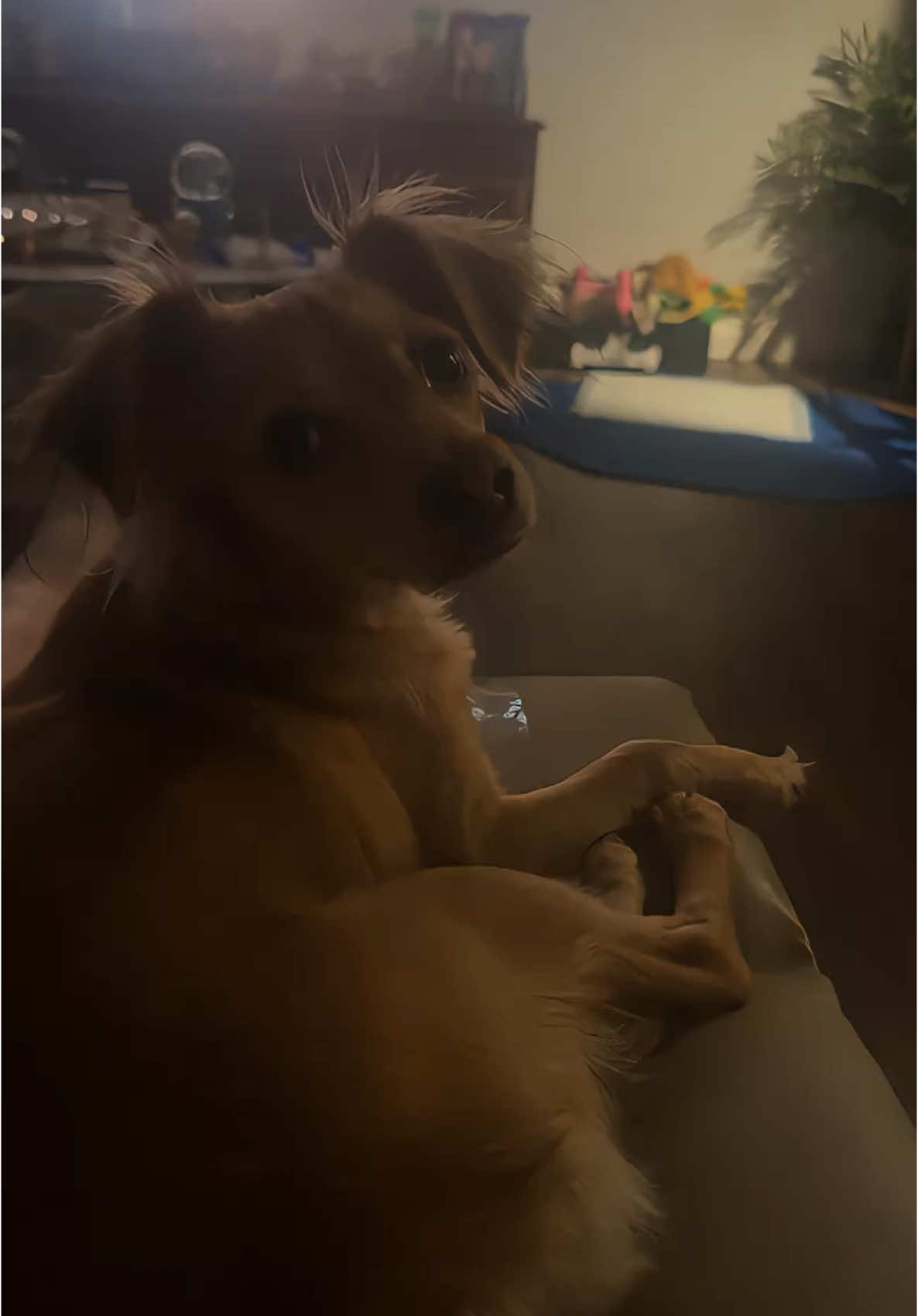 A post by @lovinlifeinvegas on TikTok caption: #dogs #dogsoftiktok #lasvegas #vegas #adoptdontshop🐾  #rescue 