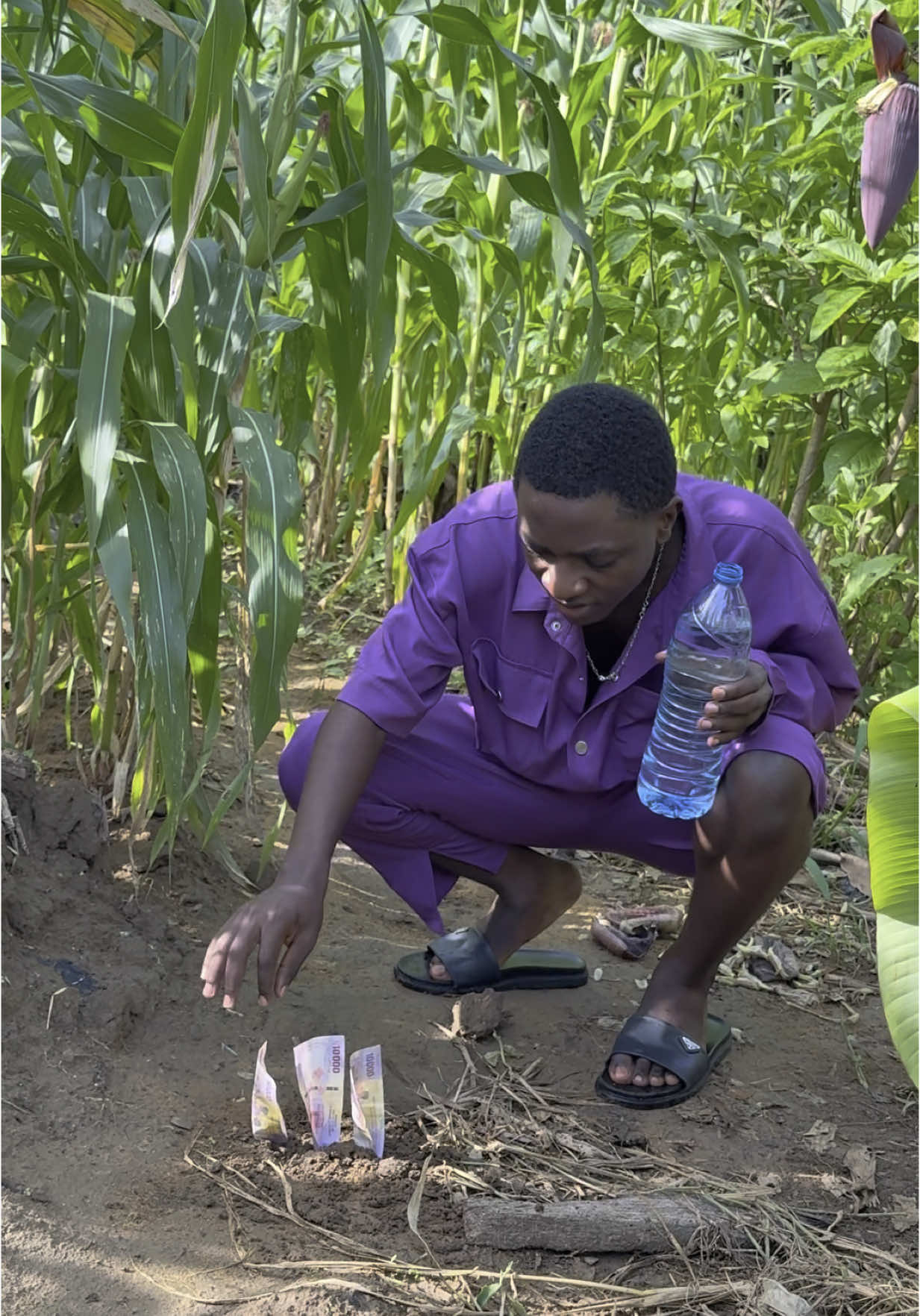 A post by @maxwelltricago on TikTok caption: Money Farming 