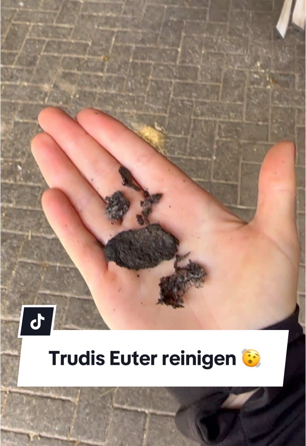 A post by @franziundfleur on TikTok caption: Reinigt ihr das Euter von euren Stuten? Ich liebe das 🤣 IG: franziskaelea  #stute #pferd #pferdemädchen #satisfyingvideos #pferdeliebe #franziundfleur #franziundtrudi #franziskaelea 