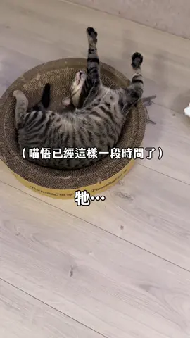 A post by @1006nk on TikTok caption: 突發狀況：喵悟怎麼了？！ 牠僵在那裡一段時間…. 