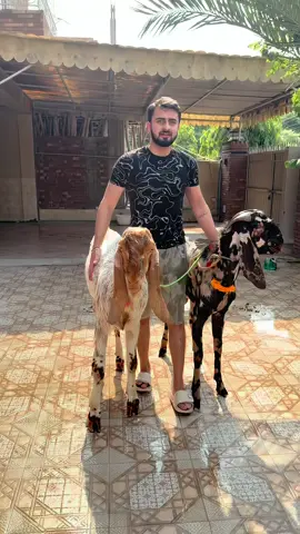 A post by @i.haiderr on TikTok caption: First Qurbani Alhamdulillah❤️                      #haider #foryou #qurbani 