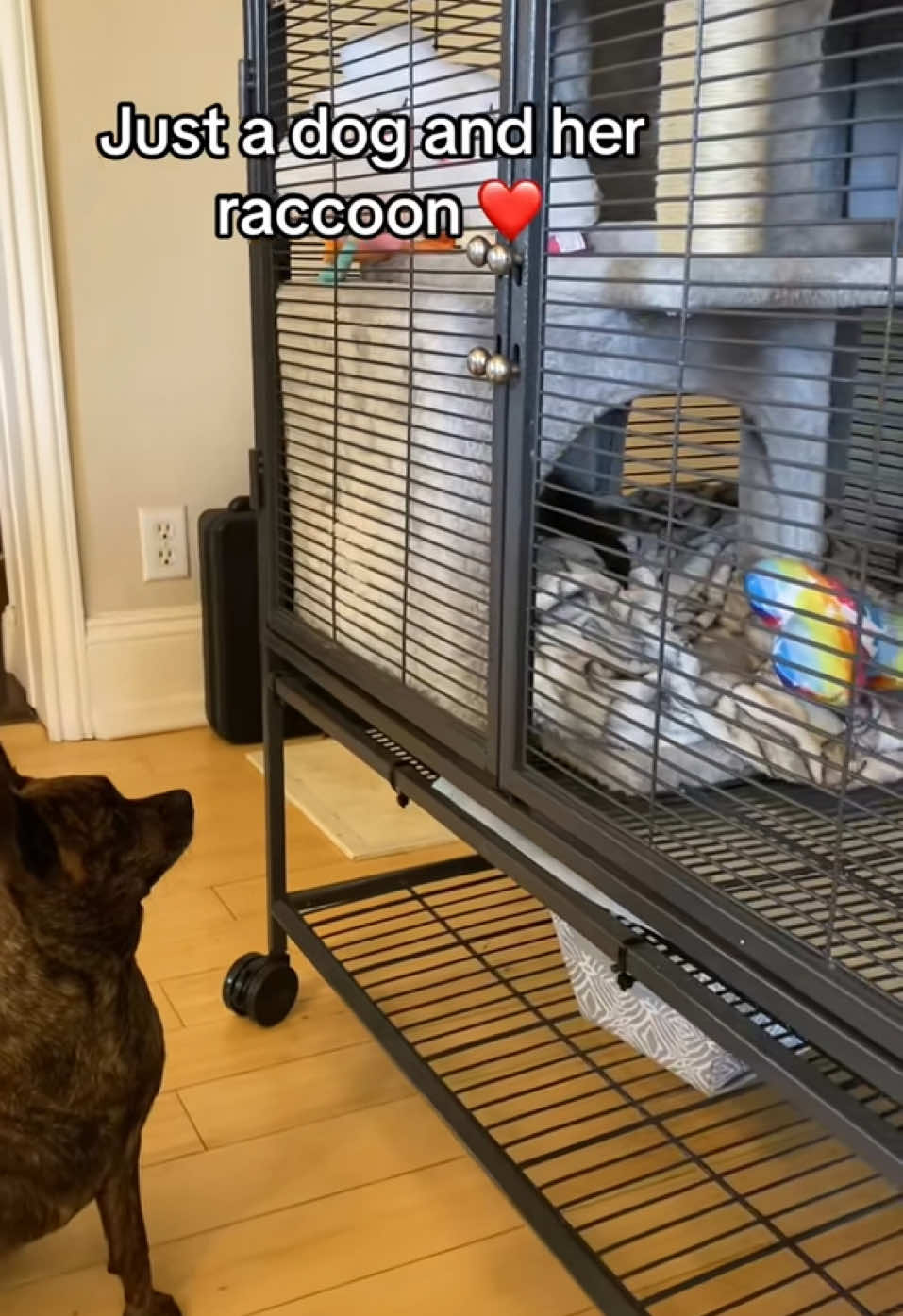 A post by @hereforthelaughter on TikTok caption: Just a dog and her raccoon bestie. #raccoon #dog #pets #raccoonsoftiktok 