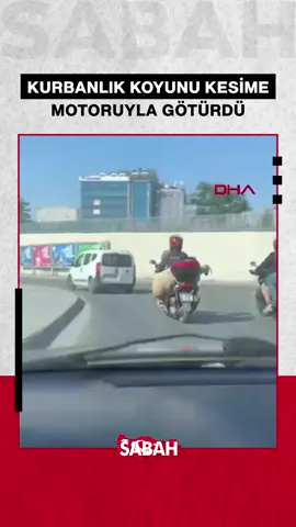 A post by @sabah on TikTok caption: İstanbul'da bir vatandaş, satın aldığı kurbanlık koyunu kesime motosiklet ile götürdü.