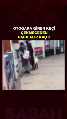A post by @sabah on TikTok caption: Edirne Otogarı'nda bilet bankosuna çıkan bir keçi, çekmecedeki paraları ağzına alıp gitti.