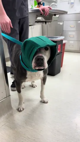 A post by @dr.b_veterinarian on TikTok caption: Short version of dog ear aural hematoma treatments: 	1.	Drainage – Needle aspiration or small incision to remove fluid (often temporary). 	2.	Surgery – Preferred method; open and suture ear to prevent recurrence. 	3.	Drain placement – Penrose or teat cannula to allow continuous drainage. 	4.	Medical management – Treat underlying cause (e.g., ear infection, allergies); corticosteroids may help in mild cases. 	5.	Bandaging – Support ear post-procedure to prevent re-accumulation. Note: Surgery offers the lowest recurrence risk.      #auralhematoma #ear #dog #veterinarian #learningontiktok #fyp 
