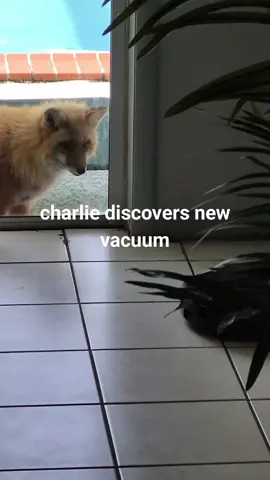 A post by @charlie_foxtrot_ on TikTok caption: robot vacuum vs charlie the fox. next Friday night live only on Netflix. #netflix 