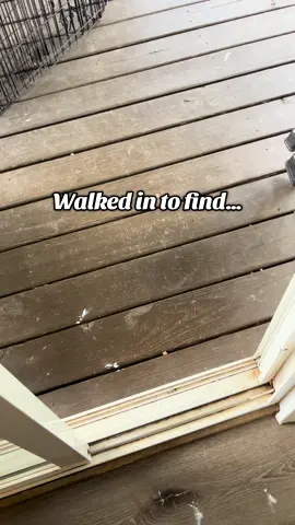 A post by @amandaseghetti on TikTok caption: God forbid a girl step outside for 5 minutes of fresh air 😩 I’m slightly more upset about the wasted @sherwinwilliams extreme bond primer than the ruined carpet 😂🤣 #diydisaster #momlife #thisiswhywecanthavenicethings #OhNo #dontcryoverspilledpaint 